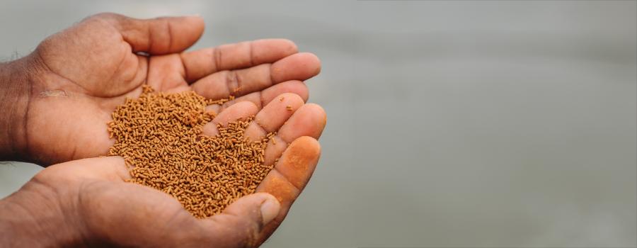 Hands holding shrimp feed