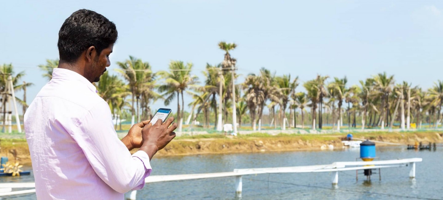 A man using a smartphone app next to a shrimp pond