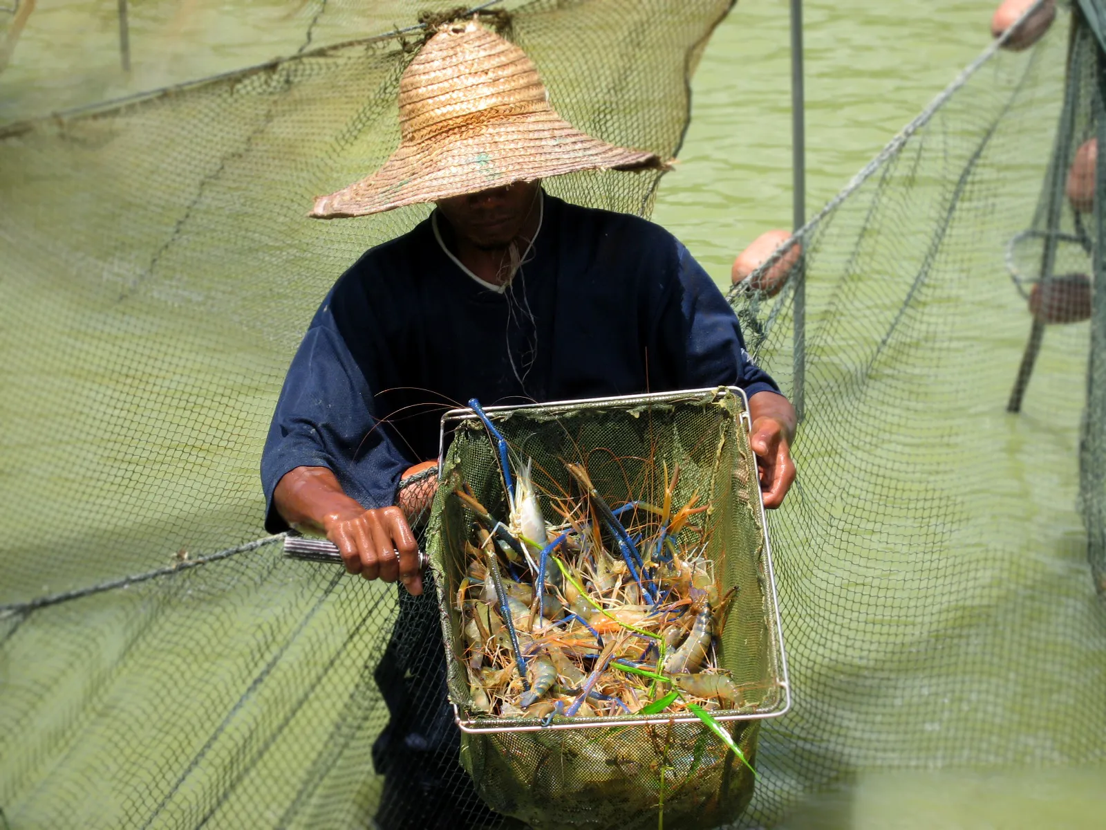 A farmer holding a basket of giant river prawn
