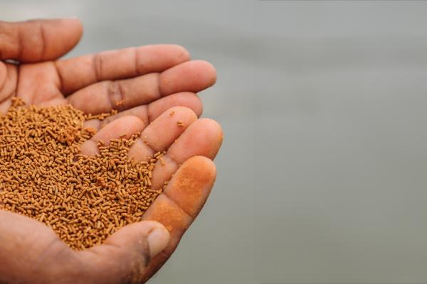 Hands holding shrimp feed