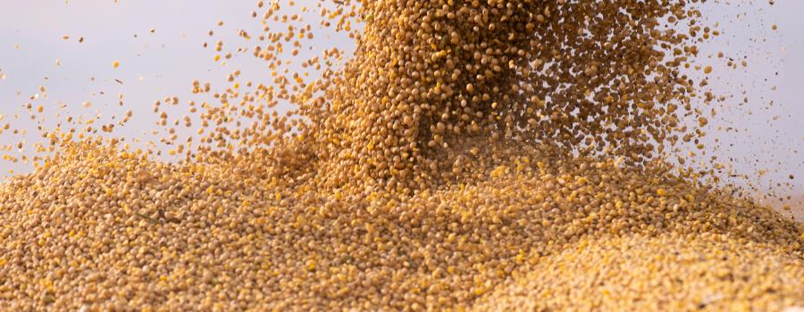 Pouring soy bean grain into tractor