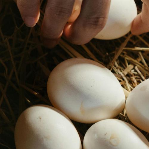 Hand picking a chicken egg
