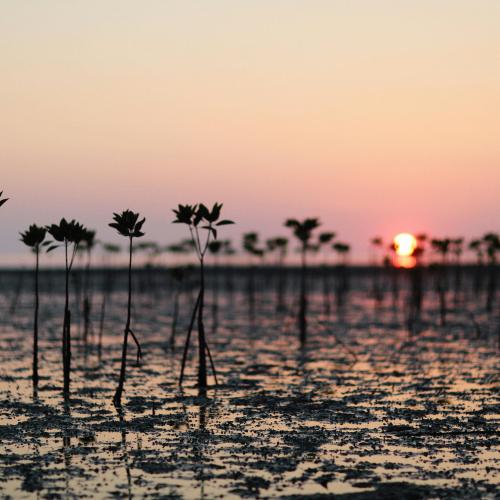 A silhouette of mangroves during the golden hour (by Alexey Demidov)